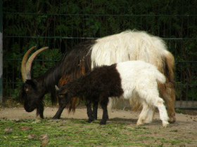 Фото Самые рогатые животные