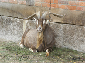 Фото Самые важные домашние животные