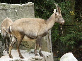 Смотреть фото Ибекс Фото Ибекс