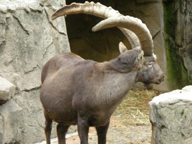 Фото Самые рогатые животные