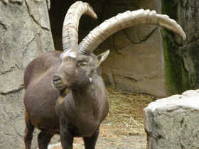 Ибекс Ибекс