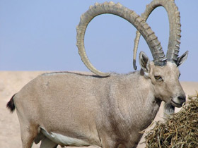 Фото Нубийский горный козел