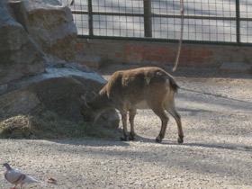 Фото Пиренейский козёл