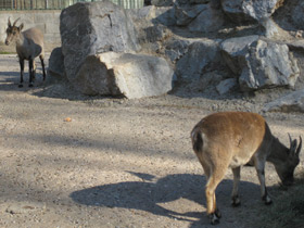Фото Пиренейский козёл