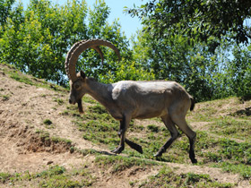 Фото Самые рогатые животные
