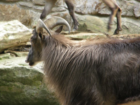 Смотреть фото Гималайский тар Фото Гималайский тар