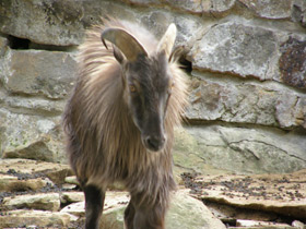 Смотреть фото Гималайский тар Фото Гималайский тар