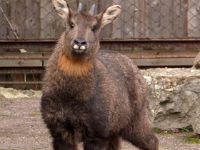 Смотреть фото Горал Фото Горал