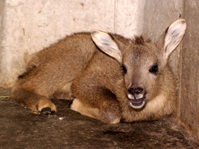 Смотреть фото Горал Фото Горал