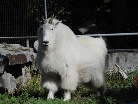 Фото Снежная коза