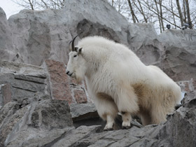 Фото Снежная коза