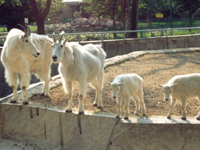 Фото Снежная коза