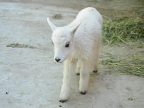 Фото Снежная коза