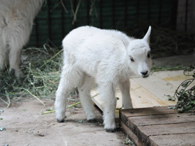 Фото Снежная коза