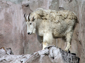 Фото Снежная коза