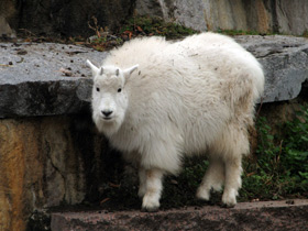 Фото Снежная коза