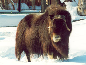 Фото Овцебык