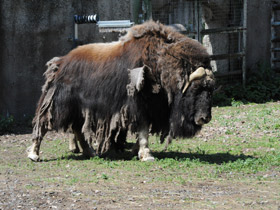 Фото Овцебык