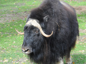 Фото Овцебык