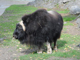 Фото Овцебык