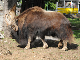 Фото Овцебык