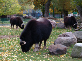 Фото Овцебык