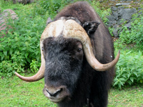 Фото Овцебык