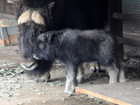 Фото Овцебык