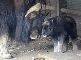 Фото Овцебык