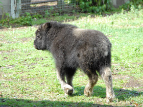 Фото Овцебык