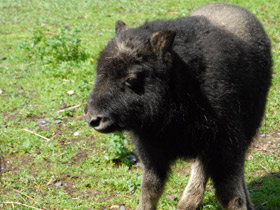 Фото Овцебык