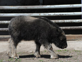 Фото Овцебык