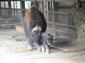 Фото Овцебык