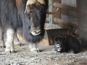 Фото Овцебык