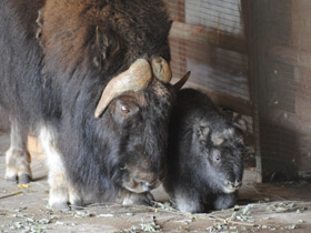 Фото Овцебык