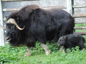 Фото Овцебык