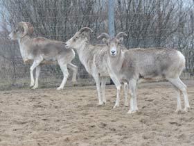 Смотреть фото Баран Марко Поло Фото Баран Марко Поло