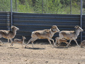 Смотреть фото Баран Марко Поло Фото Баран Марко Поло