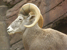 Фото Самые рогатые животные