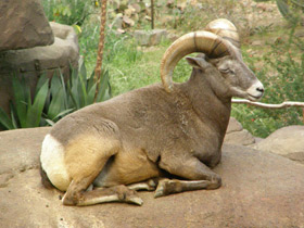 Смотреть фото Толсторог Фото Толсторог