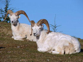 Смотреть фото Баран Далла Фото Баран Далла