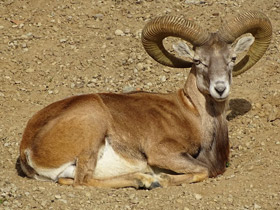 Фото Арменийский муфлон