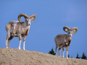 Фото Арменийский муфлон