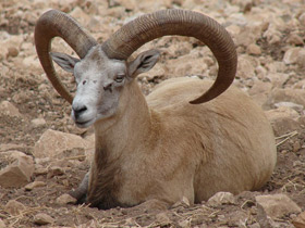 Фото Арменийский муфлон