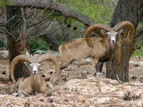 Фото Арменийский муфлон