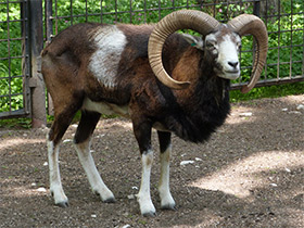 Смотреть фото Муфлон Фото Муфлон