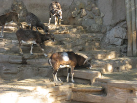 Смотреть фото Муфлон Фото Муфлон