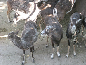 Фото Самые рогатые животные