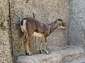 Смотреть фото Муфлон Фото Муфлон