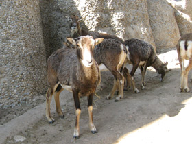 Смотреть фото Муфлон Фото Муфлон